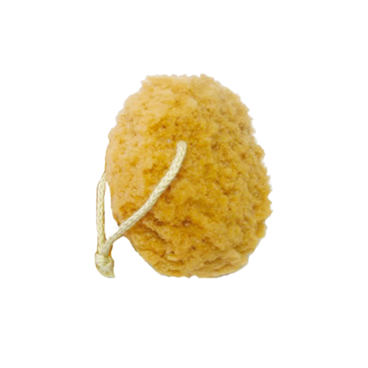 Sea Sponge